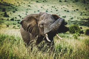 Slon – barevná fotografie, slon se zdviženým chobotem stojí ve vysoké trávě a v pozadí vystupuje několik keřů