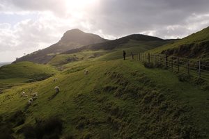Příroda – barevná fotografie, pastýřská idyla: kopcovitá krajina měkce zalitá sluncem, na pastvině lemované plotem se pasou ovce, zpovzdálí je hlídá pastýř